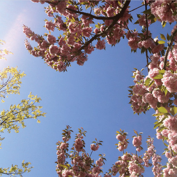 Suit of Armor - Birthmark - Joyful Noise Recordings